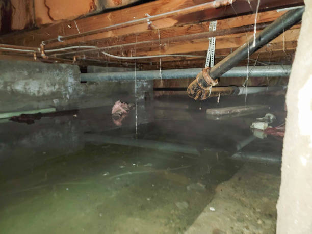 Best Fire Damage Restoration  in Holland, OH