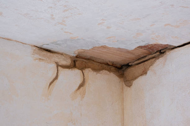Best Water damage contractors near me  in Holland, OH